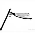 S7R04691_01.png