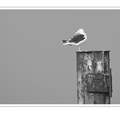 S7R07639_02.png