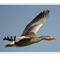 S7R02411.png