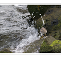 S7R06910.png