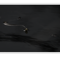 S7R09387_01.png